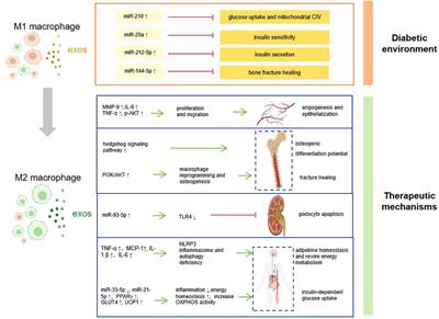 The Immunomodulatory effect of exosomes in diabetes: a novel and attractive therapeutic tool in diabetes therapy